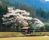 一乗谷朝倉氏遺跡の桜の写真