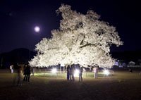 味真野小学校の桜の写真