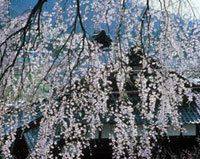 法華寺のしだれ桜の写真
