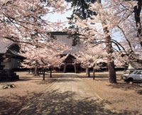 誠照寺の桜の写真