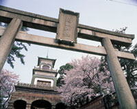 尾山神社の桜の写真