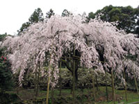 田ノ頭郷のしだれ桜の写真