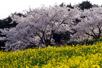 白木峰高原の桜の写真