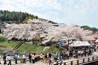 陶郷中尾山の桜の写真