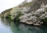 半城湾の山桜の写真