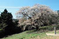 木ヶ津カトリック教会付近の慈眼桜の写真