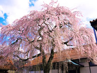 極楽寺の桜の写真