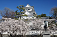 大垣城の桜の写真