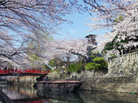 大垣船町川湊の桜の写真
