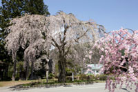 薬師堂の枝垂れ桜の写真