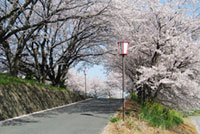 本戸輪中堤の桜の写真