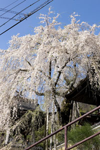 浄福寺の桜の写真