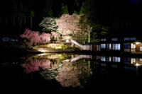 宮谷神明神社の桜の写真