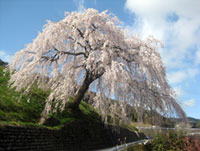 四美・岩太郎のしだれ桜の写真