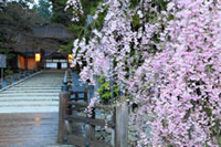 高野山・金剛峯寺の桜の写真