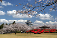 天ヶ城公園の桜の写真