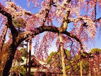 東漸寺の桜の写真