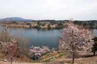 るるパーク（大分農業文化公園）の桜の写真