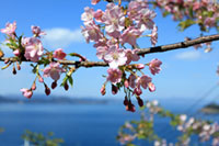 四浦半島の河津桜の写真