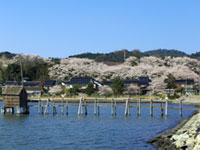 東郷湖の桜の写真