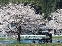 若桜鉄道の桜の写真