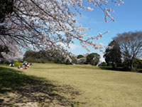 宇佐風土記の丘の桜の写真
