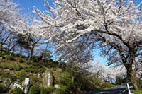 八面山の桜の写真