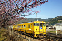 北郷駅の日南寒咲一号の桜の写真
