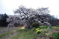 芳水の桜の写真