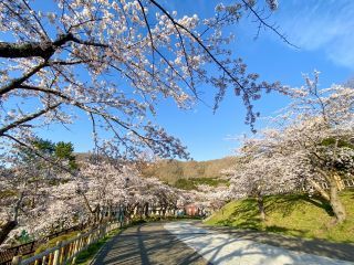 函館公園の桜写真1