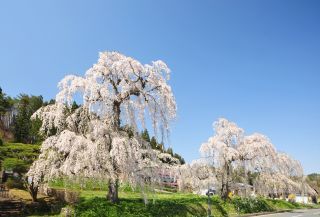 毛越寺の桜写真１