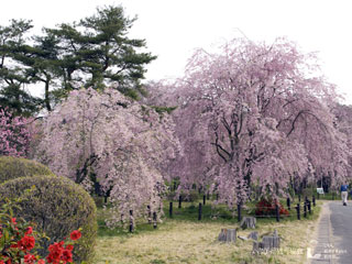 米内浄水場のシダレ桜写真１