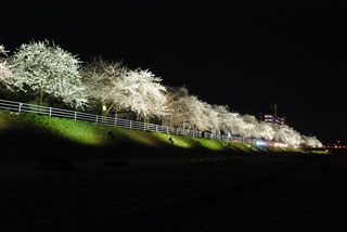 馬見ヶ崎さくらラインの桜写真１