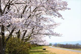 最上川堤防千本桜写真１