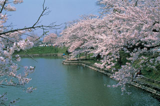 最上公園（新庄城址）の桜写真１