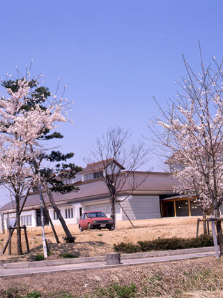 まほろばの緑道の桜写真１