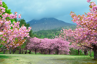 福島県 昭和の森の桜写真２