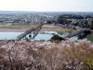 鳥羽山公園の桜写真１