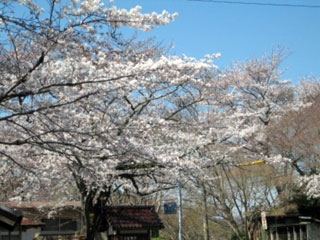 鳥羽山公園の桜写真２