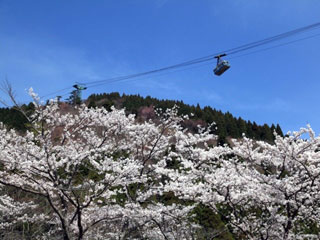 鶴見岳の桜写真１