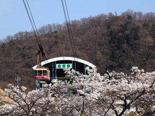 鶴見岳の桜写真２