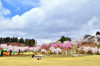 亀ヶ城公園（猪苗代城）の桜写真２