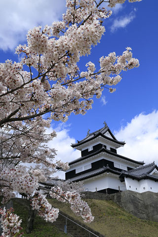 白河小峰城の桜写真２