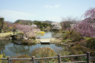 四季の里 緑水苑の桜写真１