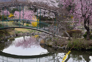 四季の里 緑水苑の桜写真２