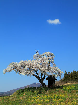 小沢の桜写真２