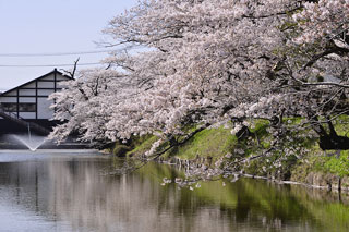 中村城跡公園 馬陵公園の桜写真１