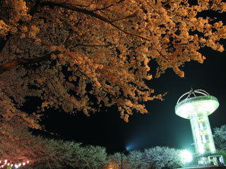 十王パノラマ公園の桜写真１