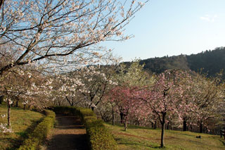 十王パノラマ公園の桜写真２