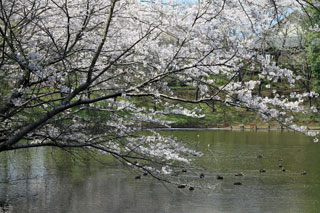 水海道あすなろの里の桜写真１